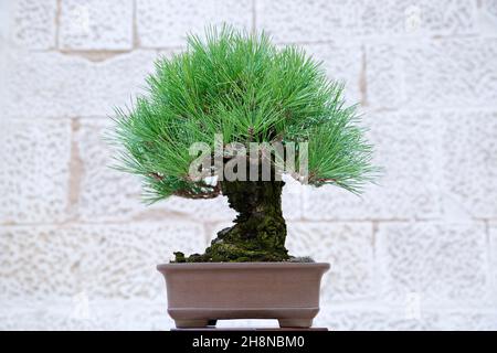 Pinus mugo Bonsai Baum gegen eine Steinmauer Stockfoto