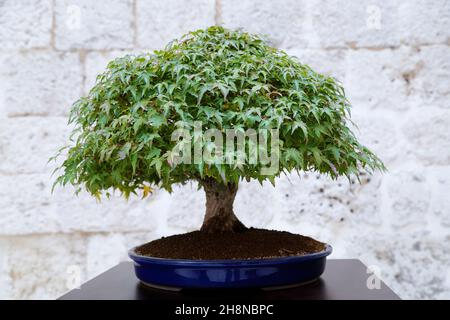 Acer palmatum kiyohime bonsai Baum gegen eine Steinmauer Stockfoto