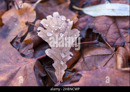 Regentropfen auf Blatt Stockfoto