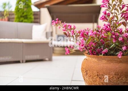 Rosa mediterrane Blüten in Terrakotta-Topf. Haus Hinterhof, Gartendekoration. Frische Sommerblumen abstrakten Blick Stockfoto