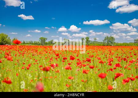 Panorama von Mohn Feld im Sommer Landschaft. Rotes, blumiges Sonnenlicht, blauer Wolkenhimmel, Waldfeld mit Wiesenblumen. Panorama-Natur, idyllische Liebe Stockfoto