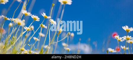 Idyllische Gänseblümchen Hintergrund unter blauem Himmel. Entspannen Sie sich in traumhafter Blumenlandschaft aus der Nähe. Sommer helle Landschaft mit schönen wilden Blumen Kamillen Stockfoto