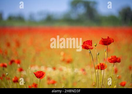 Nahaufnahme von roten Mohnblüten auf dem Feld. Sommer floralen Hintergrund, Sonnenaufgang, Sonnenuntergang Traum Naturblick. Verschwommenes Waldfeld. Erholsame Idylle Stockfoto
