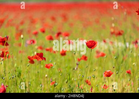 Nahaufnahme von roten Mohnblüten auf dem Feld. Sommer floralen Hintergrund, Sonnenaufgang, Sonnenuntergang Traum Naturblick. Verschwommenes Waldfeld. Erholsame Idylle Stockfoto
