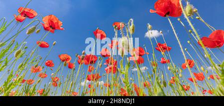 Schöne Sommerwiese Natur. Frühling und Sommer Mohnblumen unter blauem Himmel und Sonnenlicht. Glücklicher Sommer rot Mohnblumen Weitwinkel Panoramablick Stockfoto