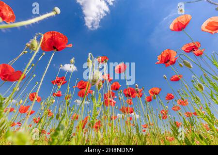 Schöne Sommerwiese Natur. Frühling und Sommer Mohnblumen unter blauem Himmel und Sonnenlicht. Glücklicher Sommer rot Mohnblumen Weitwinkel Panoramablick Stockfoto