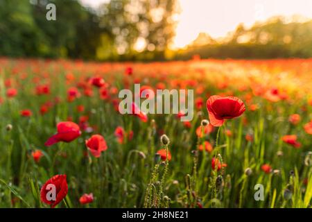 Erstaunlicher Sonnenuntergang über einer Wiese mit blühenden roten Mohnblumen-Panoramalandschaft. Traumhafte Natur-Panoramalandschaft mit warmem Sonnenuntergangslicht, verschwommenen Wiesenblumen Stockfoto