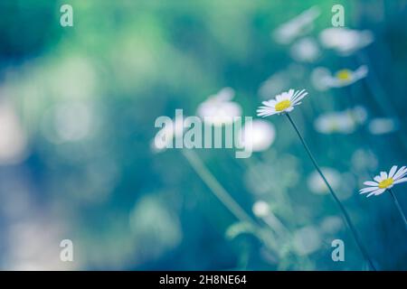 Schöne Feldwiesenblumen Kamille, weiches grünes Blau in den Morgen hellen Pastellfarben, Naturlandschaft, Nahaufnahme Makro. Entspannende beruhigende Natur Stockfoto
