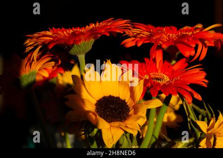 Blumen in der Sonne Stockfoto