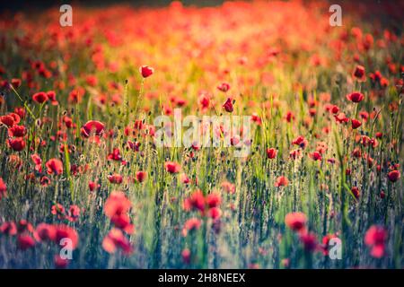 Natur Blumenmuster Landschaft, blühende Blumenansicht. Schöne Gartenwiese Horizont helle ruhige florale Textur. Stockfoto
