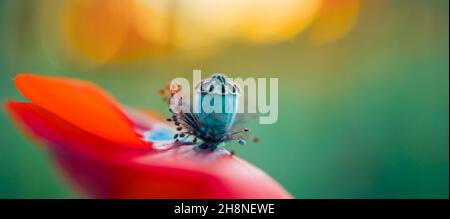 Rote Mohnblumen blühen. Sonnenuntergang grünes Gras Feld mit Sonnenlicht, floralen natürlichen Frühlingshintergrund, kann als Bild für die Erinnerung verwendet werden Stockfoto