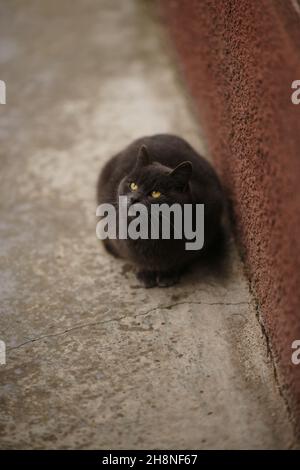 Große graue britische Katze sitzt in der Nähe des Hauses. Katzenportrait im Freien. Stockfoto
