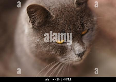 Nahaufnahme einer grauen britischen Katze. Stockfoto
