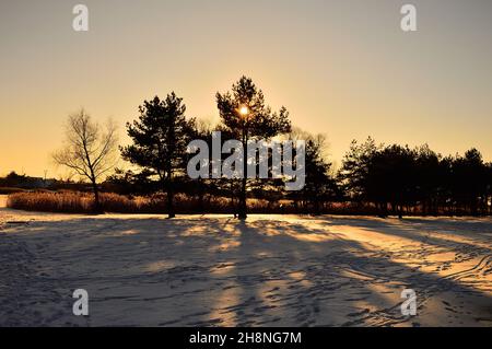 Baum unter der Sonne über einer schneebedeckten Wiese an einem sonnigen Wintertag. Winter. Stockfoto