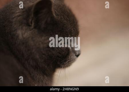 Nahaufnahme einer grauen britischen Katze, Seitenansicht Stockfoto