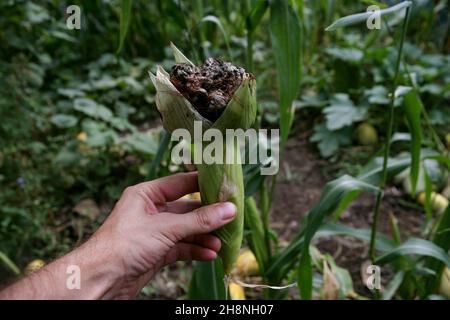 Blasenschmierungen manifestieren sich in Form von pathologischen Neoplasmen galls usarium moniliforme Synonym von F. verticillioides. Fusarium auf dem Cob ist die häufigste Erkrankung an den Ohren. Stockfoto