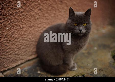 Große graue britische Katze sitzt in der Nähe des Hauses. Stockfoto