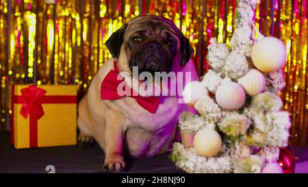 Entzückender beiger Hund in Fliege in Neujahrsstimmung. Niedliche voll Mops sitzen in der Nähe von Weihnachtsbaum und Geschenkbox auf dem Hintergrund der hellen Lametta Stockfoto