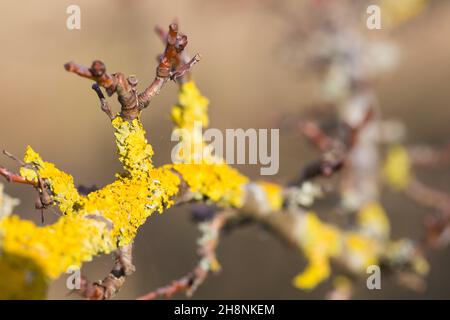 Gelbe Flechten (Xanthoria parietina), die auf einem Schlehdornbusch auf einer britischen Wiese wachsen Stockfoto