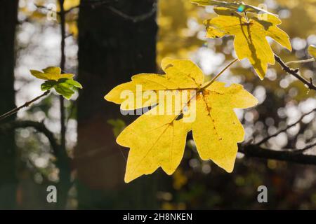 Herbstliches Sycamore-Blatt, das in einem englischen Wald golden und von der Sonne beleuchtet wird. Stockfoto