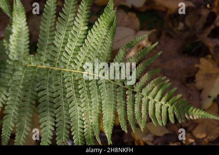 Nahaufnahme von Bracken (Pteridium) im Herbst vor Waldboden Stockfoto