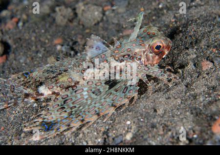 Oriental Flying Gurnard, Dactyloptena orientalis, Nachttauchgang, Melasti Tauchplatz, Amed, Karangasem Regency, Bali, Indonesien, Indischer Ozean Stockfoto