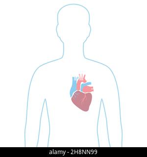 Illustration mit innerem Herzorgan. Anatomie des menschlichen Körpers. Gesundheitsfürsorge und medizinisches Image. Stock Vektor