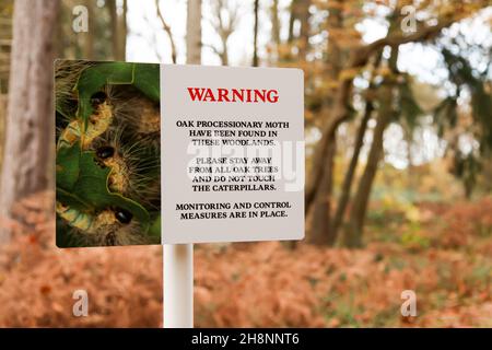 Eichenprozessionär Moth Warnschild in Oxshott ancient Woodland, Surrey, England, UK, Herbst November 2021 Stockfoto