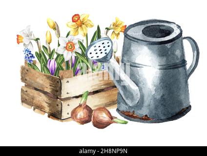 Holzkiste mit Sämlingen von Zwiebelblumen mit Gießkanne. Narzissen, Narzissen und Krokusse. Frühjahrsarbeit im Garten. Handgezogener Wassererc Stockfoto