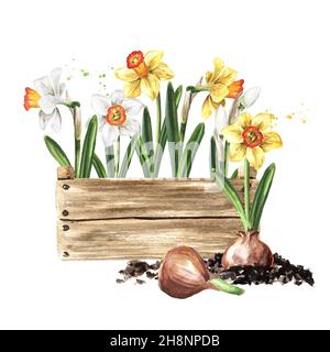 Holzkiste mit Sämlingen von Zwiebelblumen, Narzissen, Narzissen und Krokussen. Frühjahrsarbeit im Garten. Handgezeichnete Aquarellillustration Stockfoto