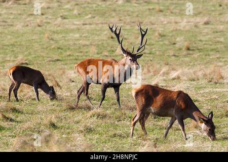 Rotwild im Wentworth Castle, Hirschpark, in der Nähe von Barnsley Stockfoto