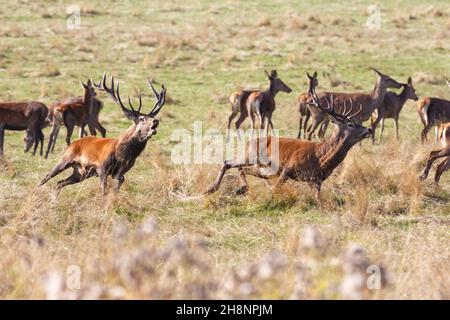 Rotwild im Wentworth Castle, Hirschpark, in der Nähe von Barnsley Stockfoto