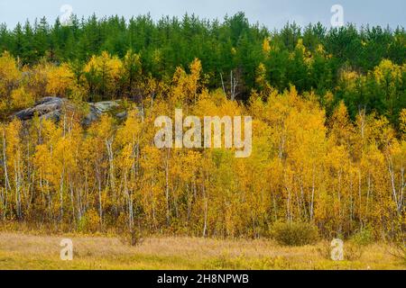 Biodiversität im Sudbury Basin - Kiefern und Laubbäume im Herbst, Greater Sudbury, Ontario, Kanada Stockfoto