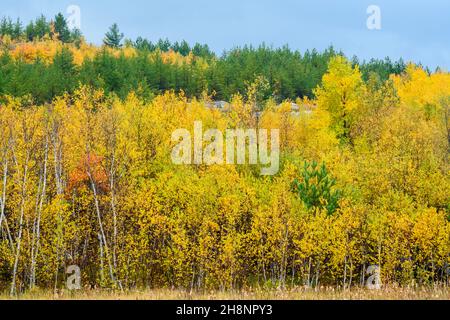 Biodiversität im Sudbury Basin - Kiefern und Laubbäume im Herbst, Greater Sudbury, Ontario, Kanada Stockfoto