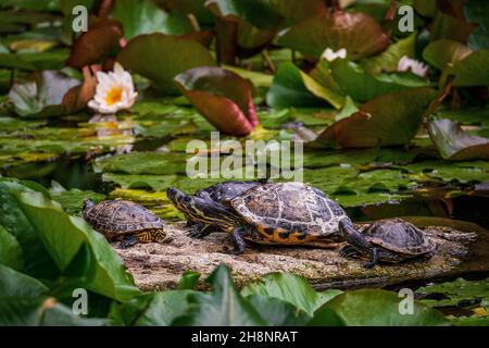 Die Wasserschildkröten liegen auf einem Felsen im Wasser Stockfoto