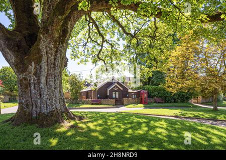 Die Village Hall vom riesigen Platanenbaum auf dem Grün im Cotswold-Dorf Cold Aston (alias Aston Blank), Gloucestershire, Großbritannien, aus gesehen Stockfoto