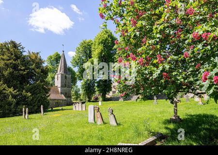 Blühender roter Horsechestnut-Baum auf dem Kirchhof der Kirche St. Bartholemew aus dem 12th. Jahrhundert im Cotswold-Dorf Notgrove, Gloucestershire Stockfoto