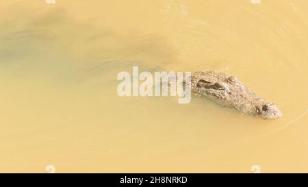 Ein westafrikanisches Krokodil (Crocodylus suchus) schwimmt in einem Bach und wartet auf Reste eines lokalen Restaurants. Marakissa, Republik Gambia. Stockfoto