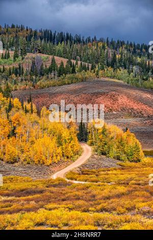Aspen Grove im Herbst, FR 10162 (Big Spring Backway), Hams Fork Ridge, in der Nähe von Hams Fork Campground, Tunp Range, Bridger Teton National Forest, Wyoming Stockfoto