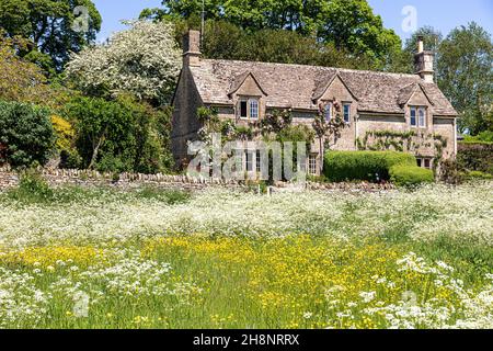 Butterblumen blühen auf dem Grün vor einem traditionellen Steinhaus im Cotswold-Dorf Hampnet, Gloucestershire, Großbritannien Stockfoto