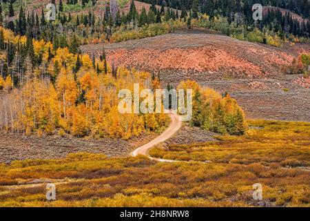 Aspen Grove im Herbst, FR 10162 (Big Spring Backway), Hams Fork Ridge, in der Nähe von Hams Fork Campground, Tunp Range, Bridger Teton National Forest, Wyoming Stockfoto