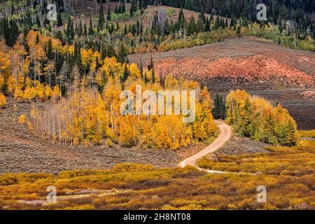 Aspen Grove im Herbst, FR 10162 (Big Spring Backway), Hams Fork Ridge, in der Nähe von Hams Fork Campground, Tunp Range, Bridger Teton National Forest, Wyoming Stockfoto