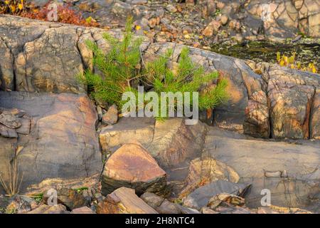 Biodiversität im Sudbury Basin - Kiefernkeimlinge, Greater Sudbury- Coniston, Wahnapitae, Ontario, Kanada Stockfoto