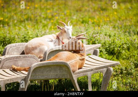 Es ist die Urlaubszeit für ein paar Ziegen, die im Sommer auf Lounge-Stühlen liegen Stockfoto