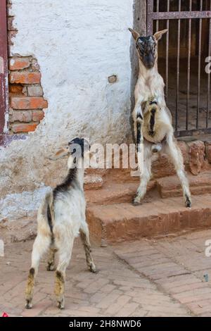 Zwei unreife billy Goats engagieren sich in Head-butting, um im Dorf Khokana in Nepal die Vorherrschaft zu erlangen. Stockfoto