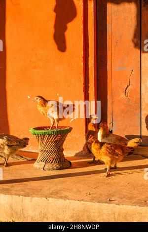 Haushühner vor einem Haus im ländlichen Dorf Bandipur in Nepal. Stockfoto