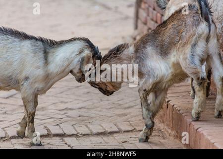 Zwei unreife billy Goats engagieren sich in Head-butting, um im Dorf Khokana in Nepal die Vorherrschaft zu erlangen. Stockfoto