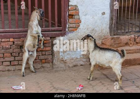 Zwei unreife billy Goats engagieren sich in Head-butting, um im Dorf Khokana in Nepal die Vorherrschaft zu erlangen. Stockfoto