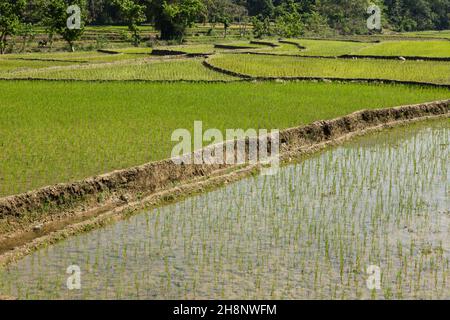 Neu angepflanzter Reis, der in terrassierten Reisfeldern in Zentral-Nepal wächst. Stockfoto