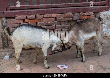 Zwei unreife billy Goats engagieren sich in Head-butting, um im Dorf Khokana in Nepal die Vorherrschaft zu erlangen. Stockfoto